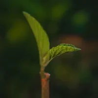 Restore Old Photos Images AI